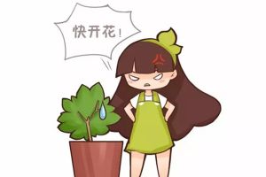 君子蘭梔子不開花，只需1招花開滿盆