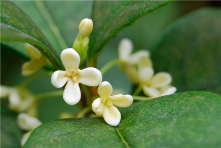 桂花