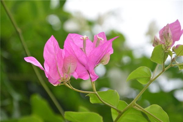 三角梅高壓繁殖方法圖解