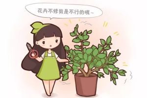 春天花卉這樣剪，2個月后花滿枝頭