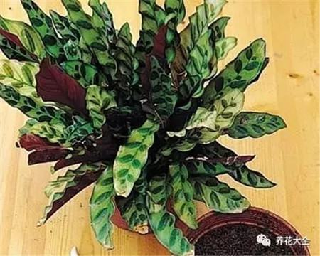 植株