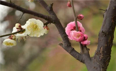 選擇復(fù)色的梅花品種