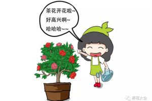 茶花養(yǎng)護(hù)大揭秘，過年買的茶花就這么養(yǎng)