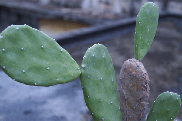 仙人掌類(lèi)植物可以悶養(yǎng)嗎