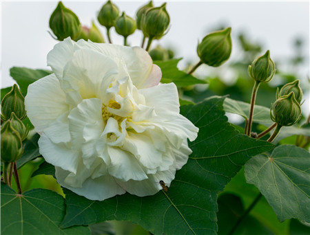 木芙蓉分株圖