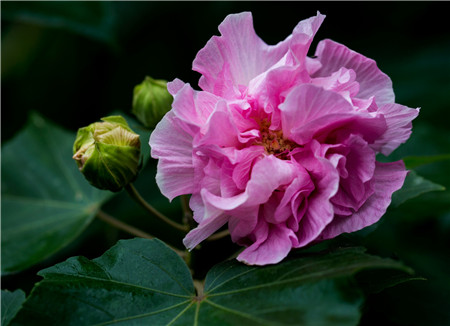 木芙蓉繁殖圖