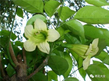 幸福樹開花