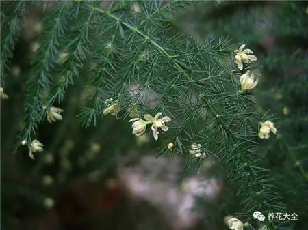 文竹開花