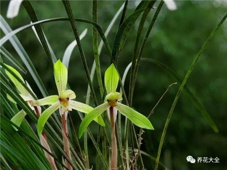 蘭花圖片