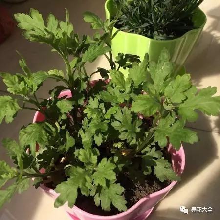 菊花養(yǎng)護(hù)要點