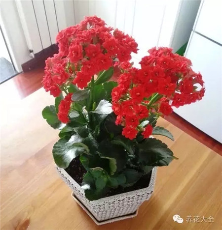 長壽花