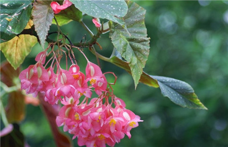 秋季養(yǎng)花施肥技巧