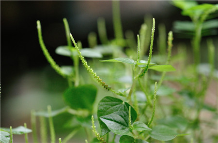 第一類：易長不定根的植物