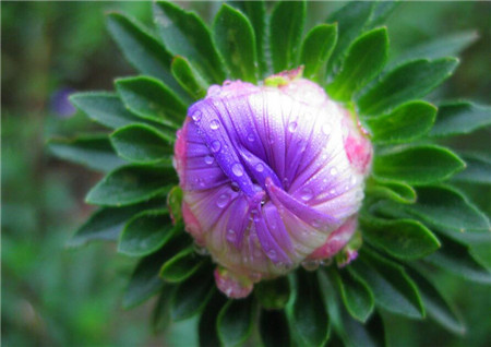 菊花是怎樣繁殖的