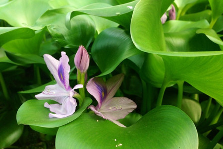 鳳眼藍(lán)繁殖后的管理