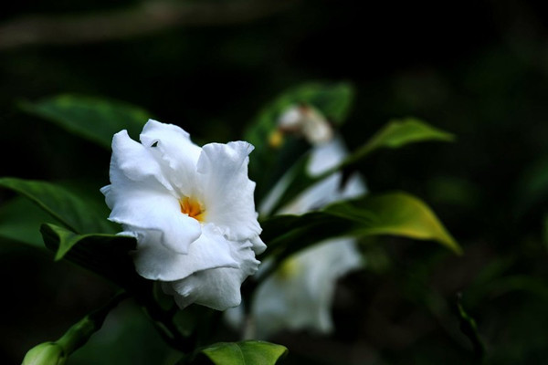 狗牙花怎樣扦插