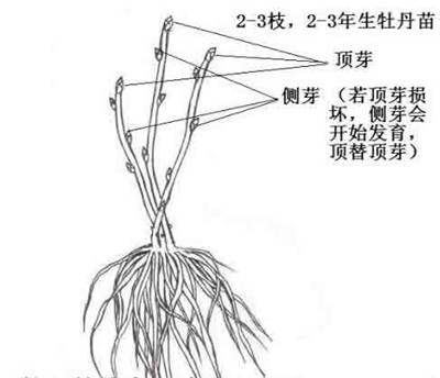 盆栽牡丹花的修剪技巧