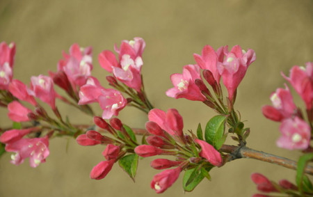 錦帶花老枝修剪