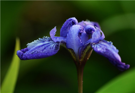 鳶尾的側(cè)芽移植