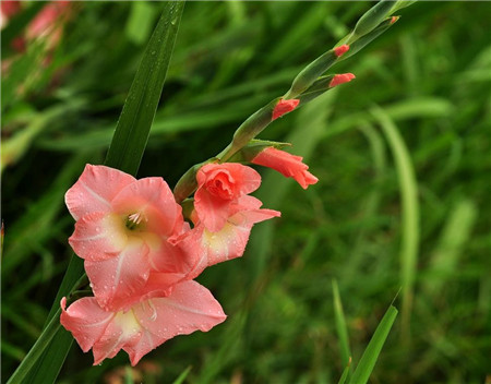 唐菖蒲四季開(kāi)花