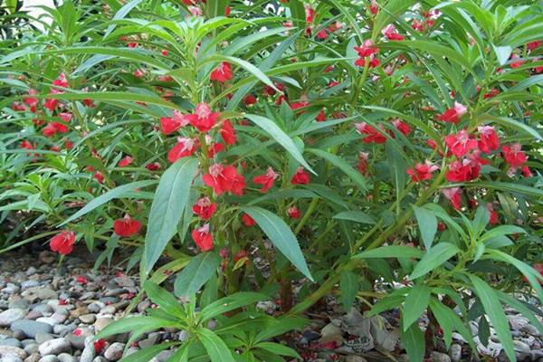 怎么給鳳仙花施肥