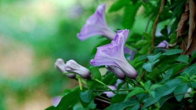 牽牛花怎么修剪