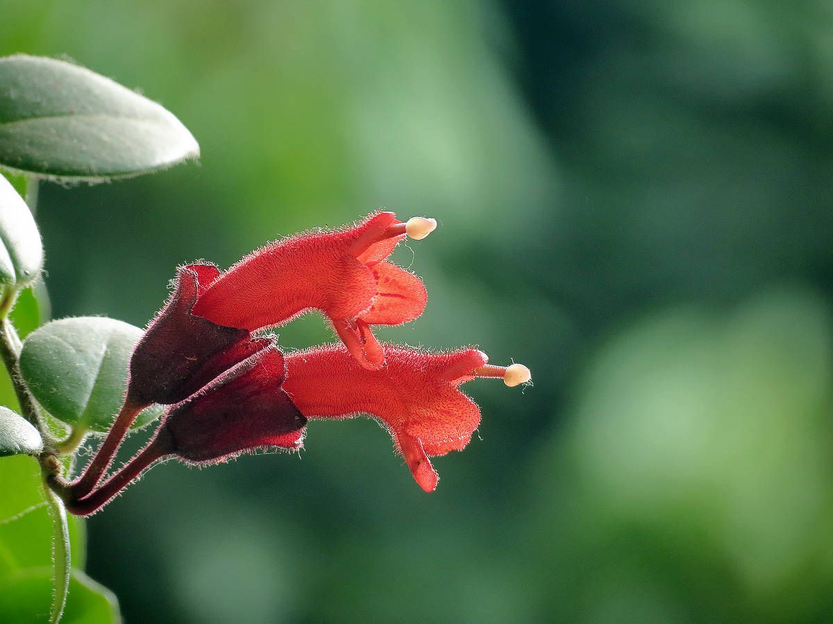 口紅花秋季秋季該怎么施肥