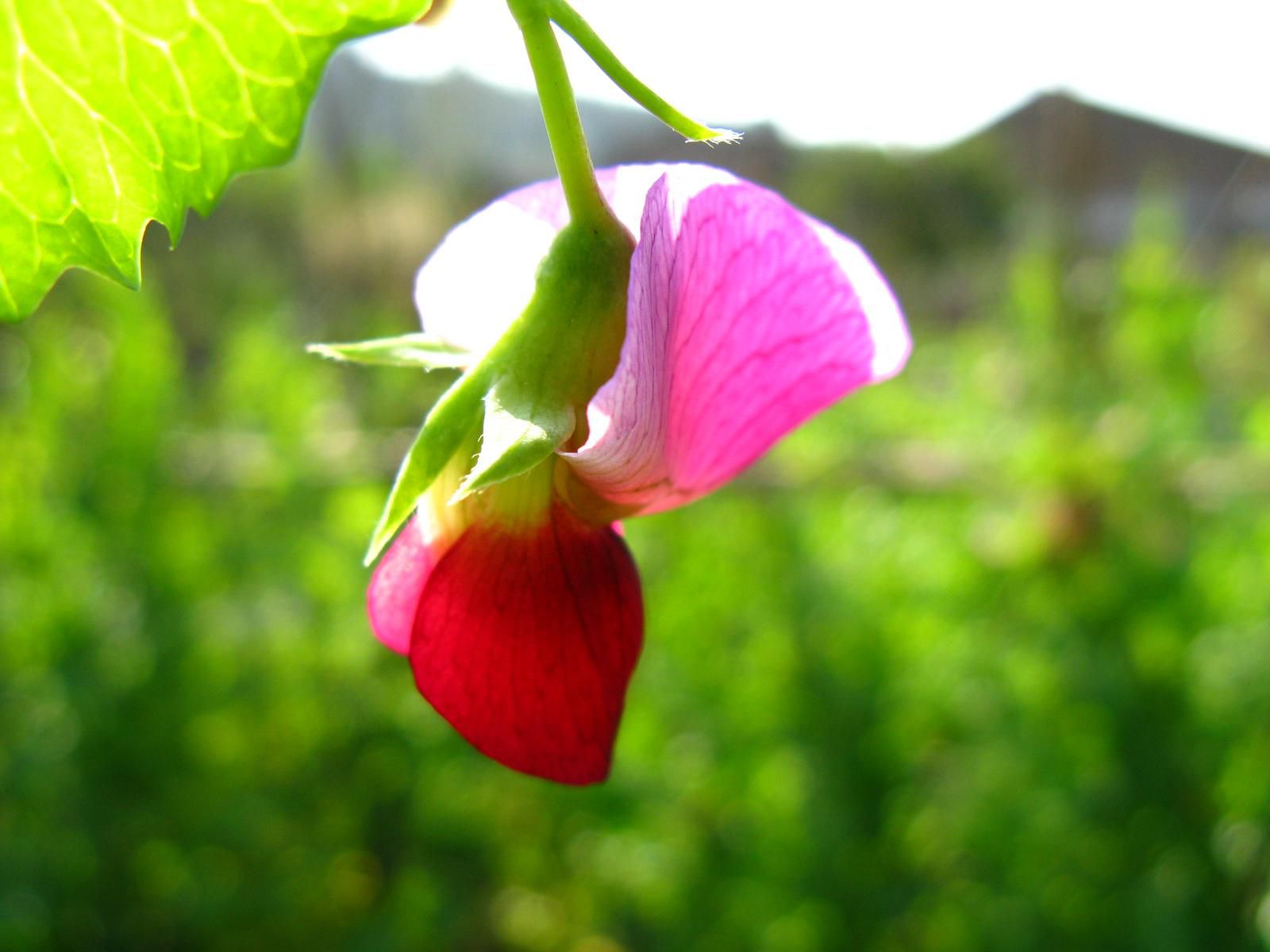 秋季，花卉該怎樣施肥？