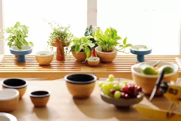 養(yǎng)花的9大誤區(qū)，不要再“摧殘”你家的植物了！