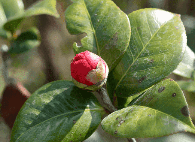 茶花不開花