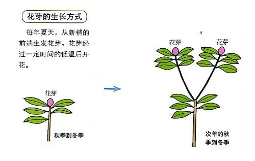 杜鵑花的花芽