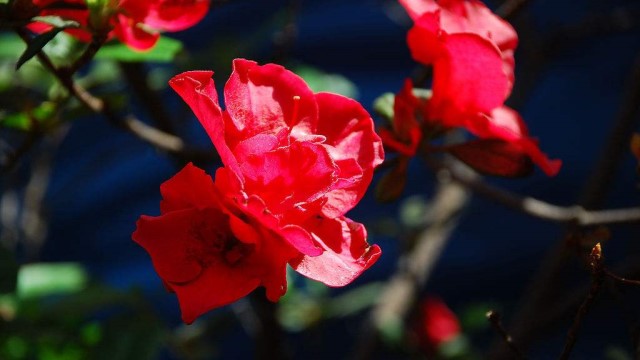 杜鵑花怎么澆水