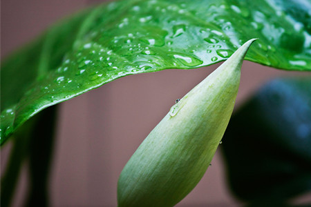 澆水后的滴水觀音