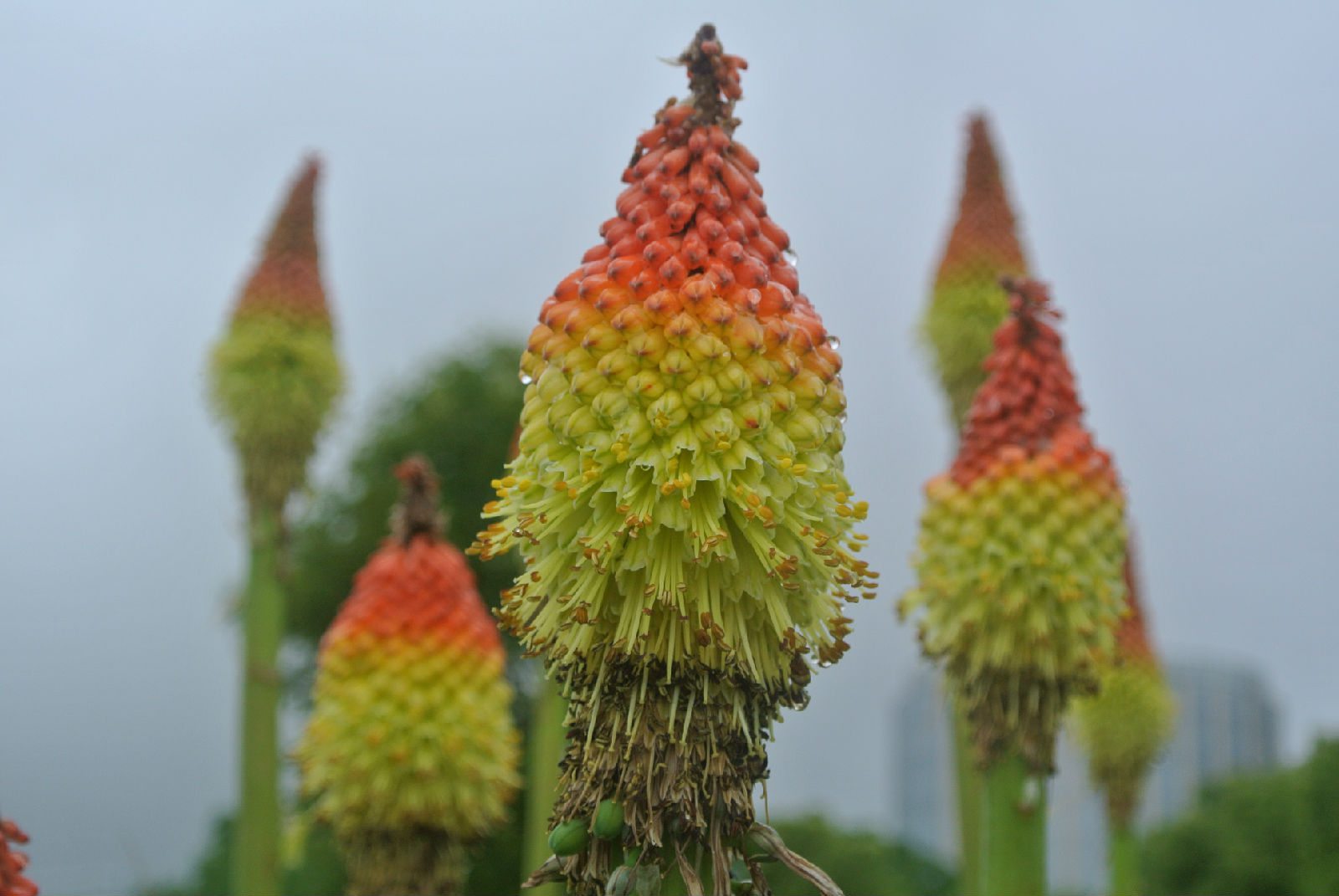 澆水后的火炬花