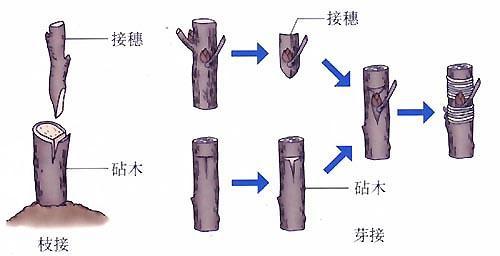 發(fā)財樹砧木與接穗