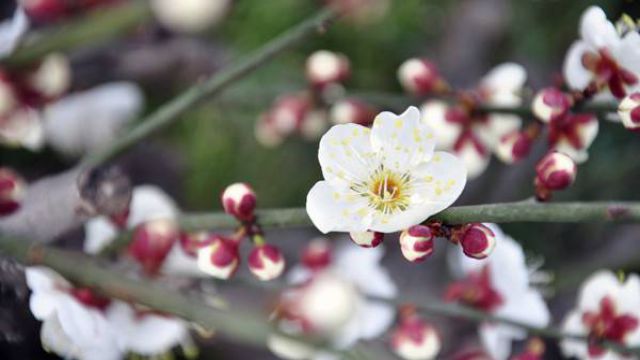 梅花的養(yǎng)殖方法