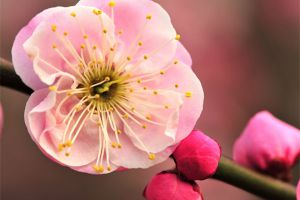 怎樣使盆栽梅花形美花繁