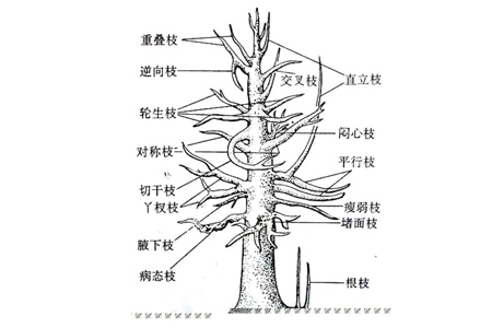 梔子花修剪方法-短截