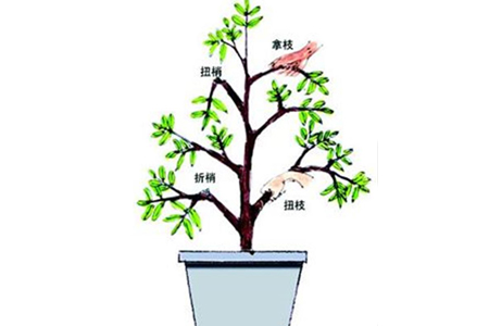 梔子花扭梢、折梢、擰枝與拿枝