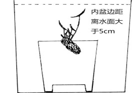 睡蓮水培的深度