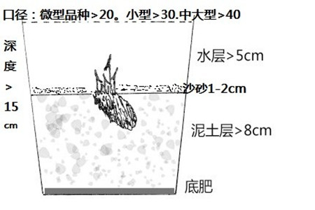 睡蓮水培步驟