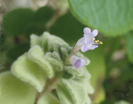 碰碰香開花