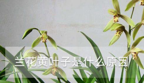 蘭花黃葉子是什么原因 黃葉枯萎的原因及補(bǔ)救辦法