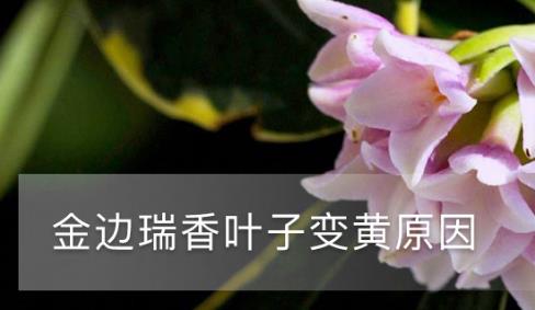 金邊瑞香葉子變黃，原因和補(bǔ)救方法詳解