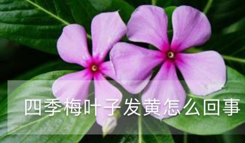 四季梅葉子發(fā)黃怎么回事 黃葉枯萎的原因及補(bǔ)救辦法