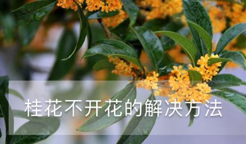 桂花不開(kāi)花的解決方法