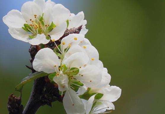 如何判斷自己是不是花粉過(guò)敏？花粉過(guò)敏了怎么辦？