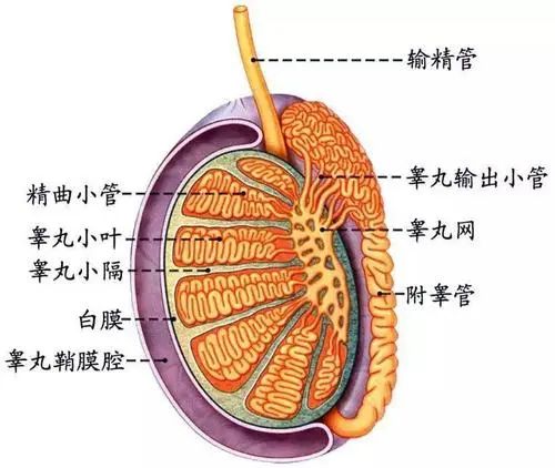 北京紫荊醫(yī)院看男科怎么樣？睪丸痛怎么辦