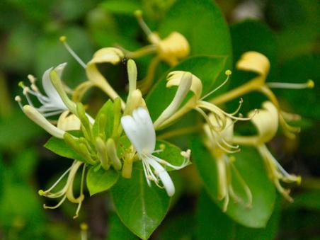 喝金銀花茶有哪些好處？金銀花有哪些食用禁忌？