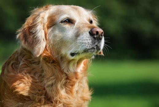 狂犬病人會(huì)傳染給人嗎？狂犬病潛伏期是多長(zhǎng)時(shí)間？